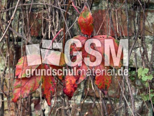 B-Herbststimmung 027.jpg